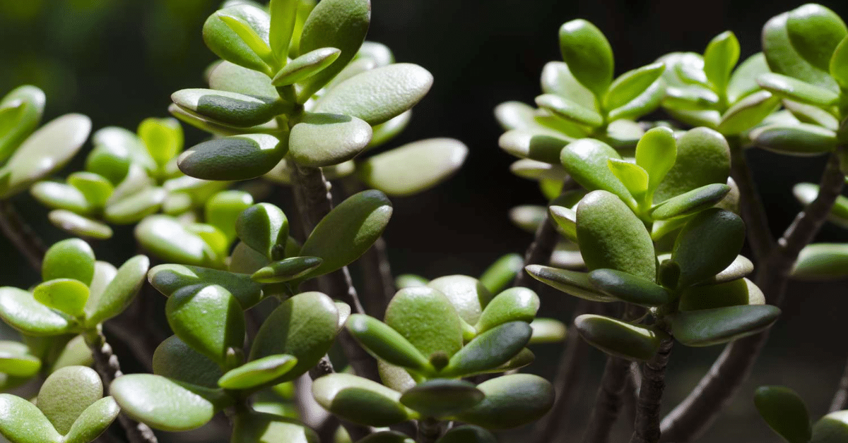 Jade plant direction as per vastu placement guide